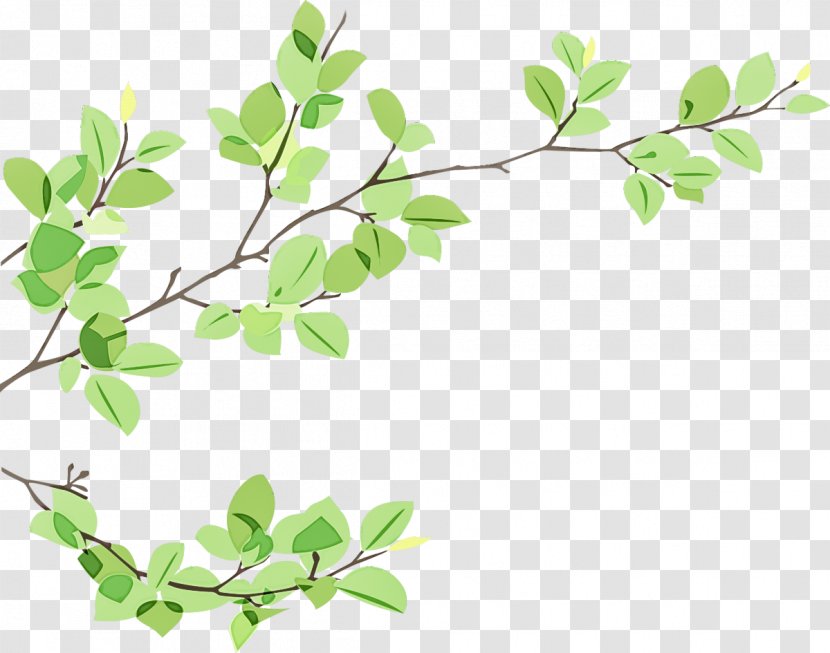 Plant Flower Leaf Branch Tree - Woody - Stem Twig Transparent PNG