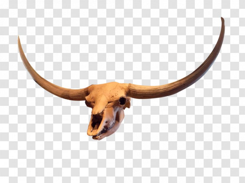 Texas Longhorn Antelope Goat Stock - Cow Family - Skulls Transparent PNG