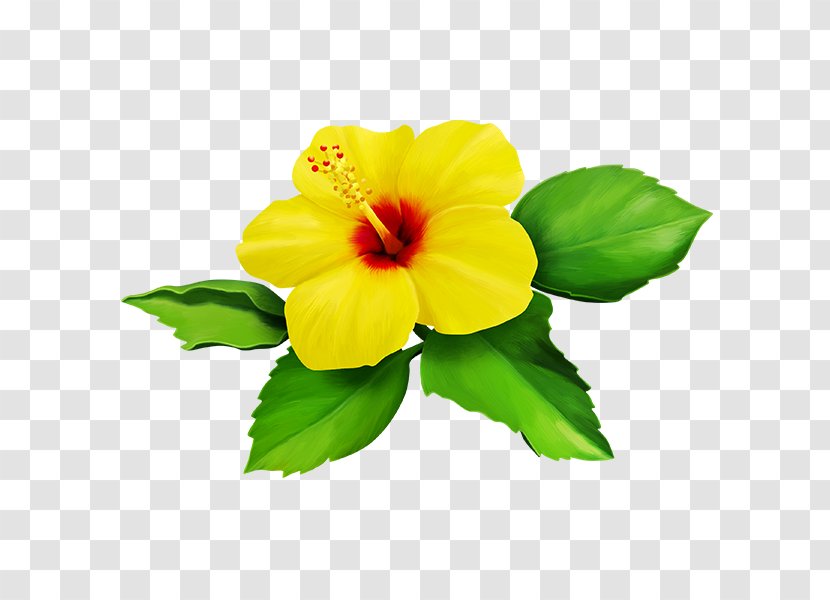 Shoeblackplant Yellow Flower Clip Art - Mallow Family Transparent PNG