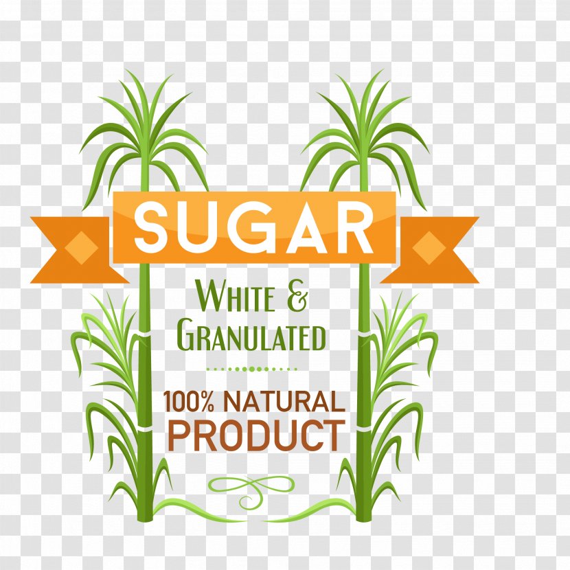 Sugarcane Sucrose - Plant - Fresh Sugar Symbol Vector Transparent PNG