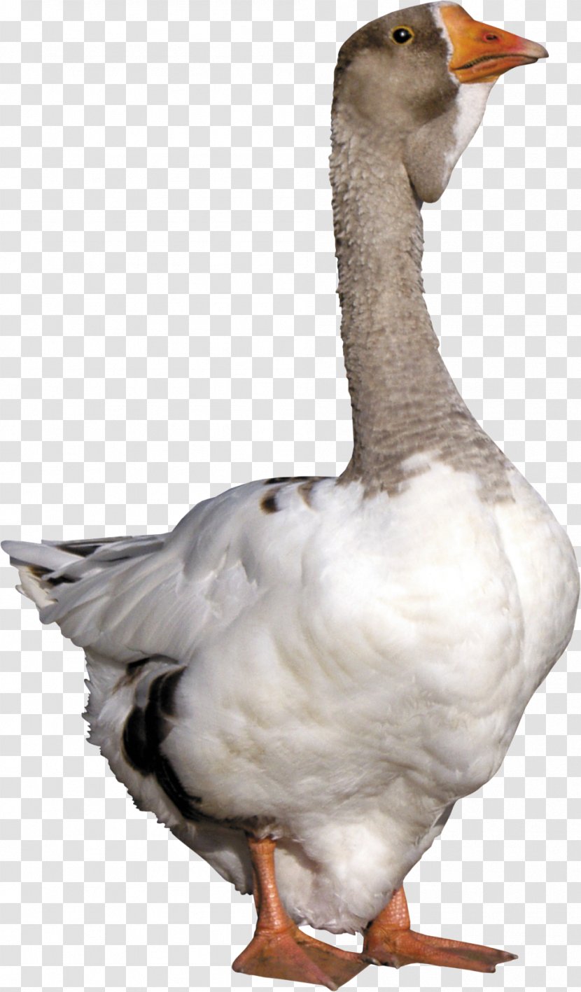 Goose Duck - Cygnini - Grey Transparent PNG