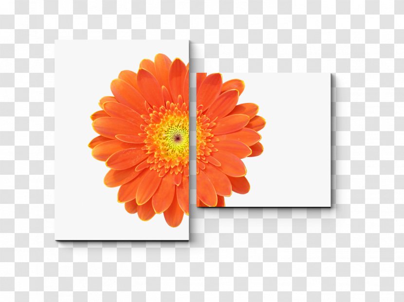 Transvaal Daisy Shutterstock Stock Photography Vector Graphics Royalty-free - Chrysanthemum - Gerbera Transparent Transparent PNG