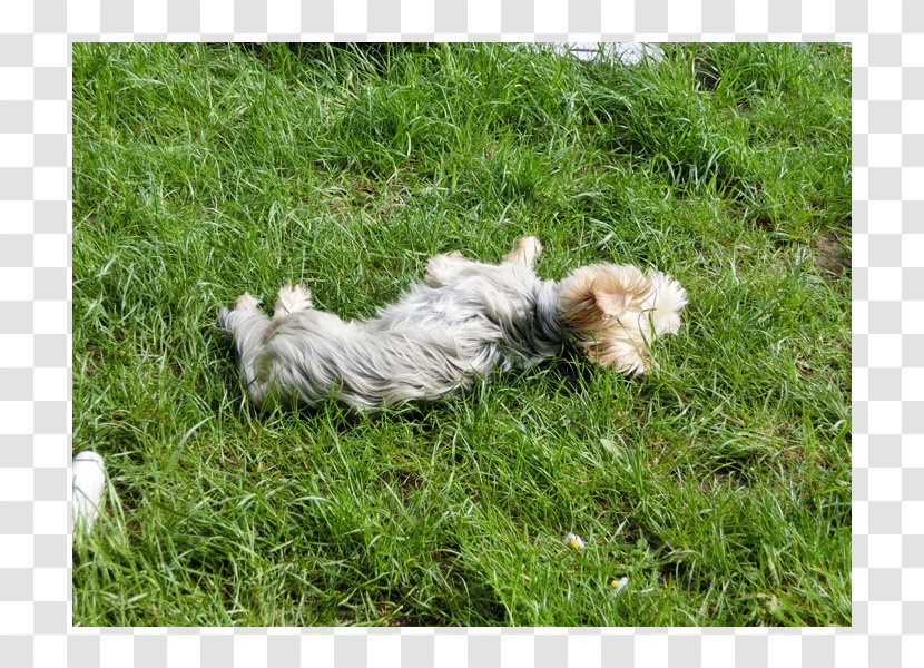 Cairn Terrier Glen Havanese Dog Shih Tzu Breed - Carnivoran - Rasen Transparent PNG
