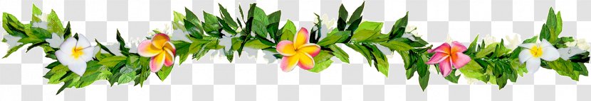 Maui Lei Frangipani Photography Plant Stem - Grass - Hawaiian Transparent PNG