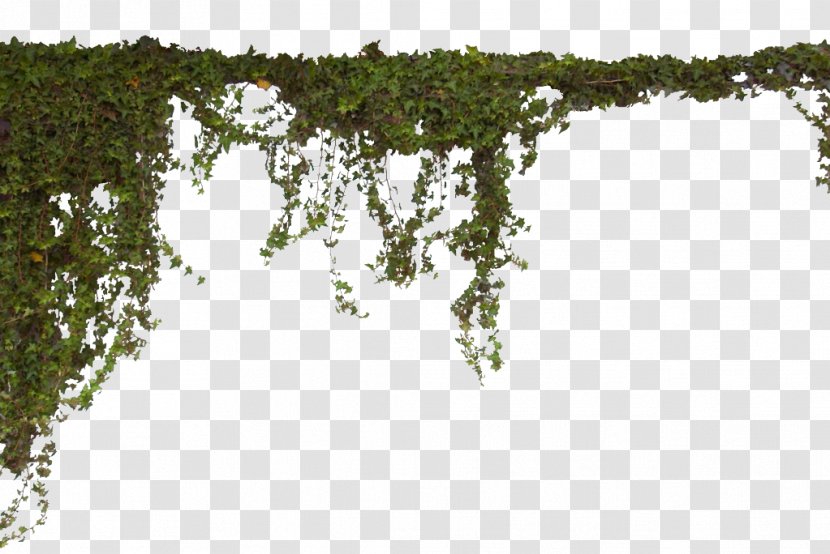Vegetation Tree Water Plant Leaf - Moss - Forest Transparent PNG