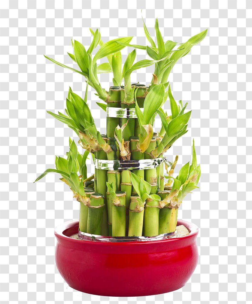 Lucky Bamboo Perennial Plant Tree - Bonsai - Gifts Transparent PNG