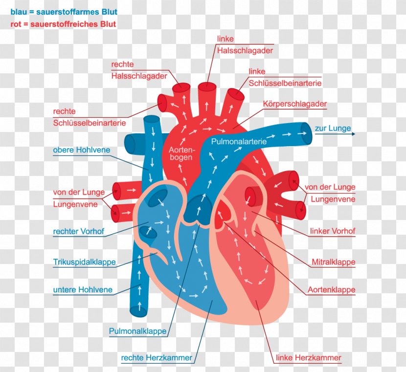 Systole Diastole Blood Pressure Heart Bundle Of His - Frame Transparent PNG