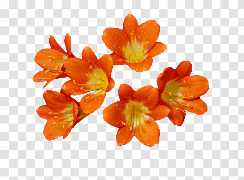 Cut Flowers Orange S.A. - Havel Transparent PNG