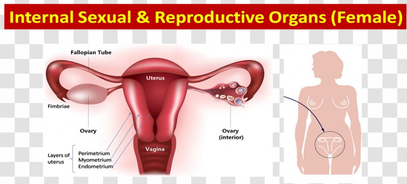 Ovary Female Reproductive System Progesterone Estrogen - Silhouette - Anatomy Transparent PNG