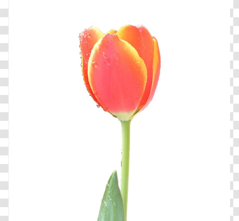 Tulip Flower Clip Art - Bud - Image Transparent PNG