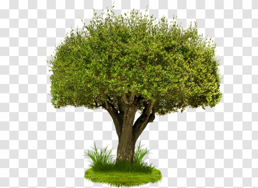 Tree Desktop Wallpaper Download Clip Art - Display Resolution - Gardening Decorative Transparent PNG