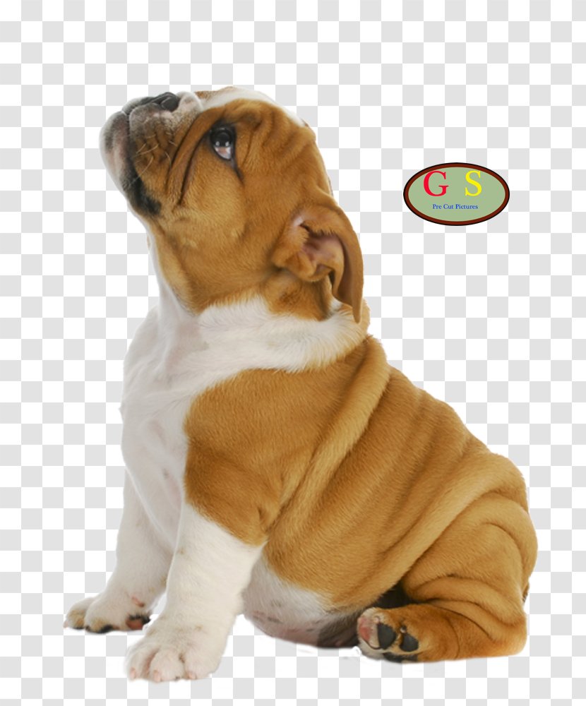 French Bulldog Puppy Cavalier King Charles Spaniel Old English - Dog Transparent PNG