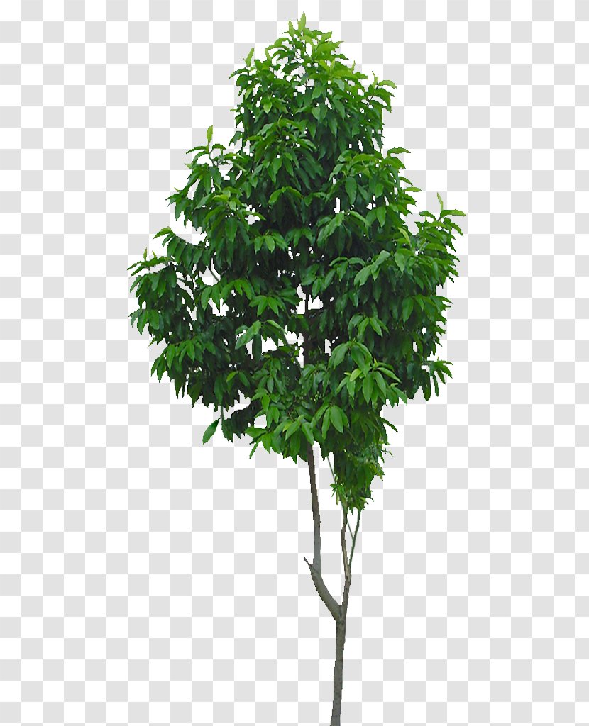 Branch Evergreen Tree - Flowerpot - Trees Creative Element Floral Patterns Transparent PNG