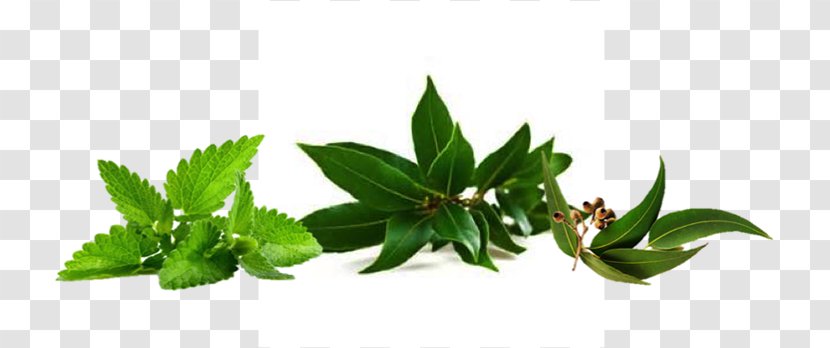 乐鲜良房 Herbalism Nature Farm - Cosmetics - Eucalyptus Transparent PNG