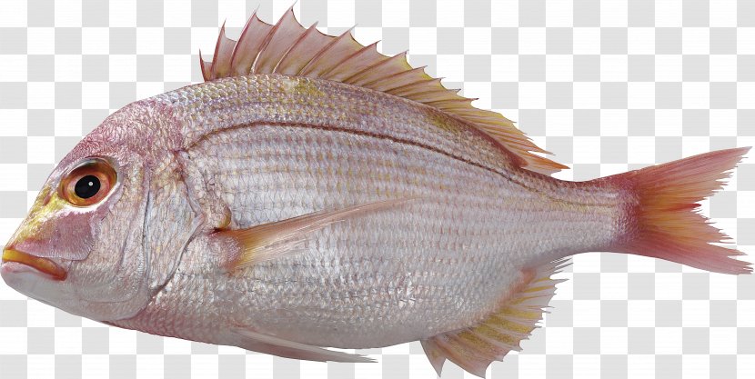 Papua New Guinea Aquaculture Of Tilapia Common Carp - Oily Fish Transparent PNG