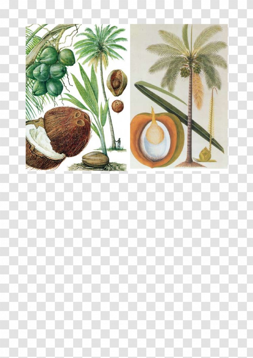 Botanical Illustration Botany Coconut Plant - Stem Transparent PNG