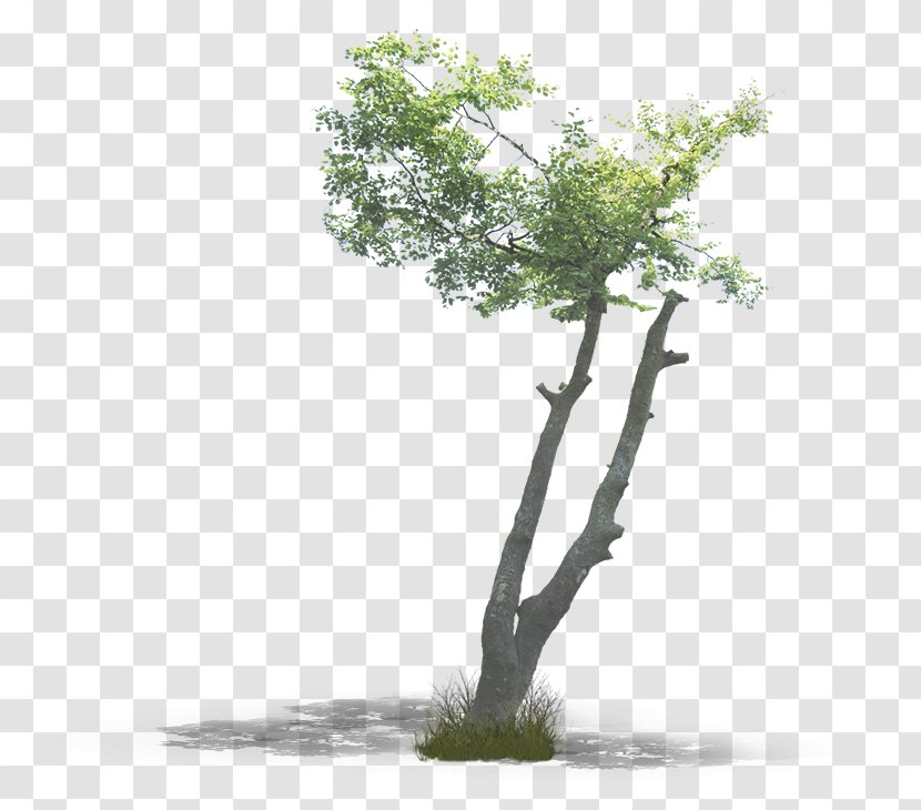 Branch Tree Woody Plant Trunk Oak - Wood Transparent PNG