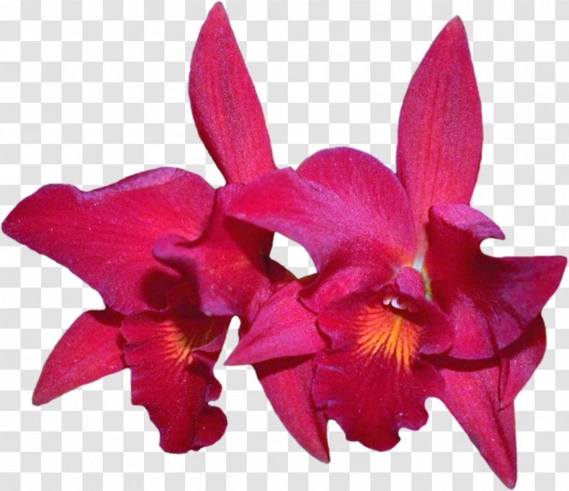 Cattleya Labiata Cut Flowers Laelia Orchids - Purple Flower Transparent PNG