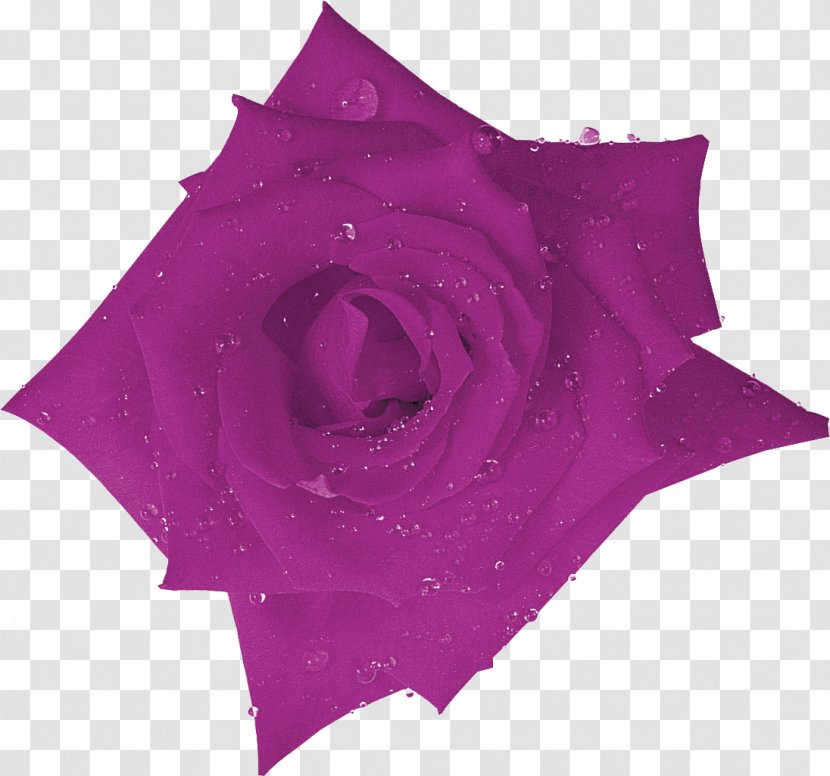 Beach Rose Purple Flower Lilac Orange Transparent PNG