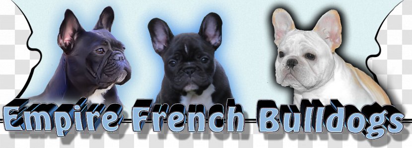 Boston Terrier French Bulldog Dog Breed - Vertebrate Transparent PNG