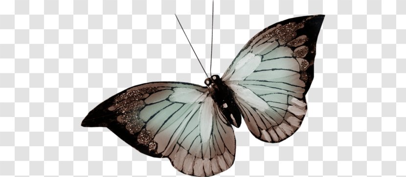 Nymphalidae Butterfly Pieridae Moth - Organism Transparent PNG