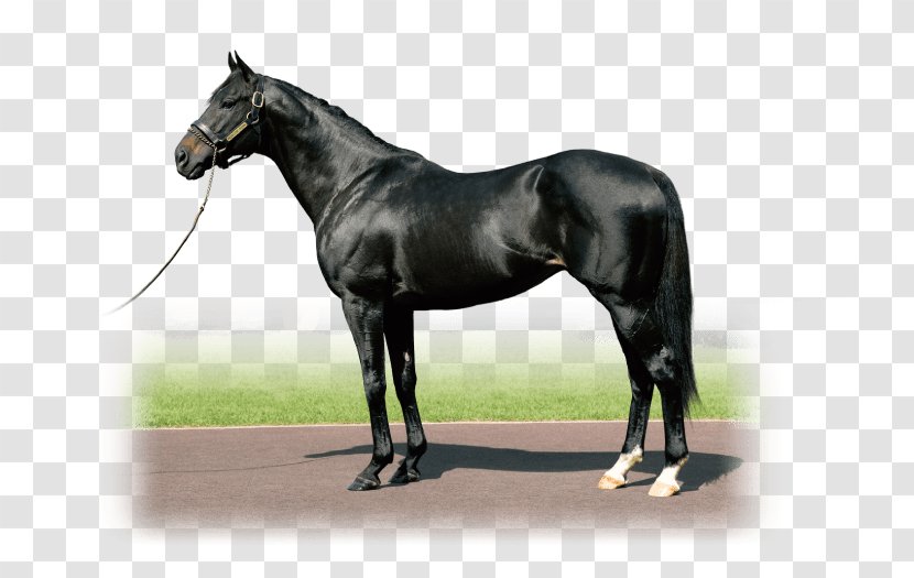 Shadai Stallion Station Mare Gidran Mustang - Horse Harness Transparent PNG