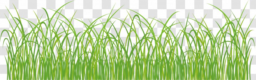 Grassland - Lawn - Green Grass Transparent PNG