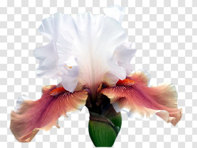 Clip Art Irises Ohio Cut Flowers - Christmas Orchid - Iris Pennant Transparent PNG