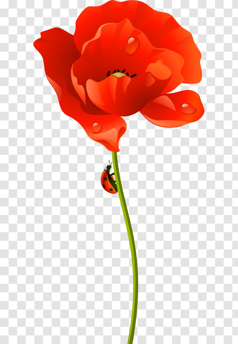 Poppy Cut Flowers Lenovo S90 Garden Roses - Coquelicot - Flower Transparent PNG