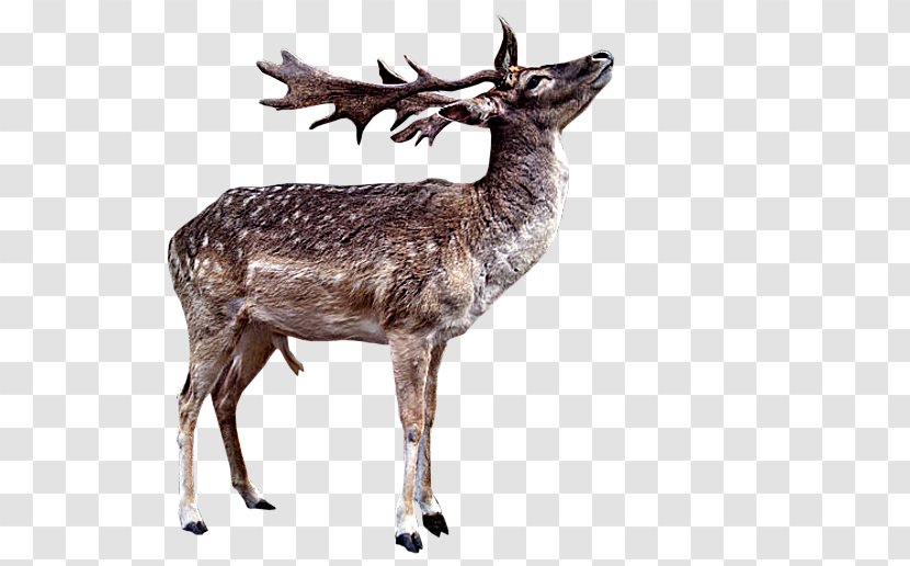 Reindeer Red Deer White-tailed Elk - Wildlife Transparent PNG