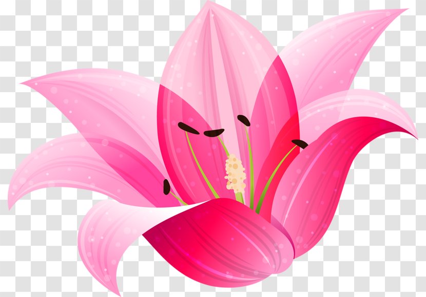 Lilium Flower Clip Art - Flowering Plant Transparent PNG