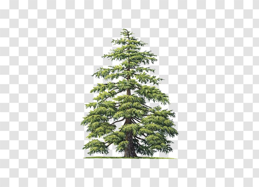 Cedrus Atlantica Deodar Cedar Atlas Mountains Libani Tree - Christmas Decoration Transparent PNG