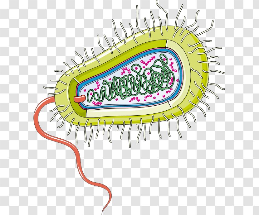 Group A Streptococcus Bacteria Gut Flora Infectious Disease Infection - Bacterias Insignia Transparent PNG