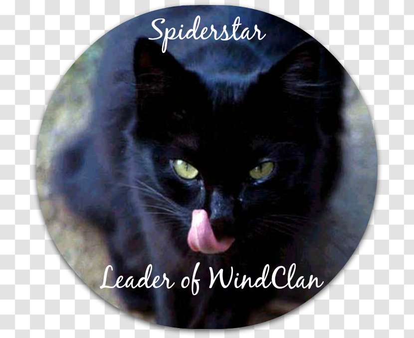Black Cat Domestic Short-haired Whiskers Mumbai - Kitten Transparent PNG
