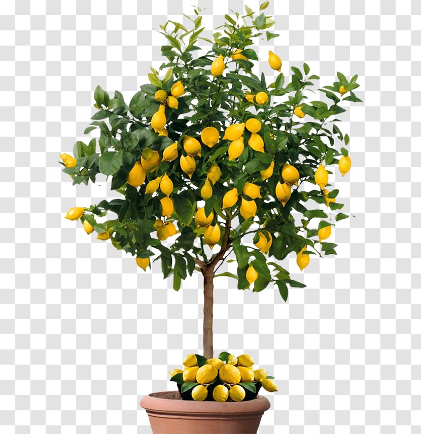 Lemon Fruit Citrus × Sinensis Mandarin Orange Seed - Tangelo Transparent PNG