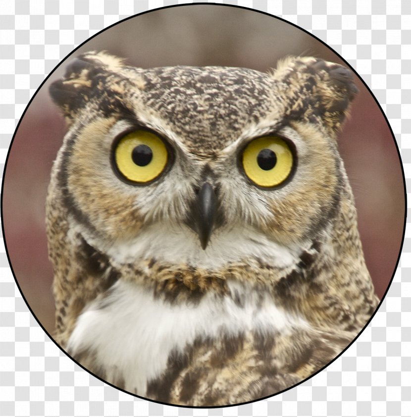 John James Audubon Center At Mill Grove Owl Bird - Owls Transparent PNG