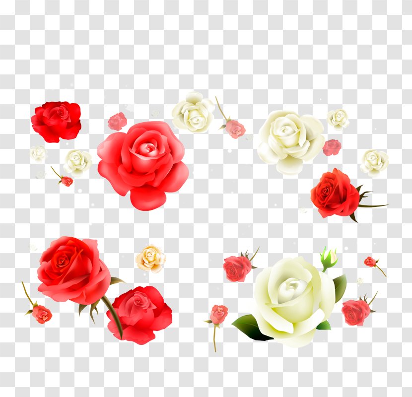 Beach Rose Flower White Red Petal - And Transparent PNG