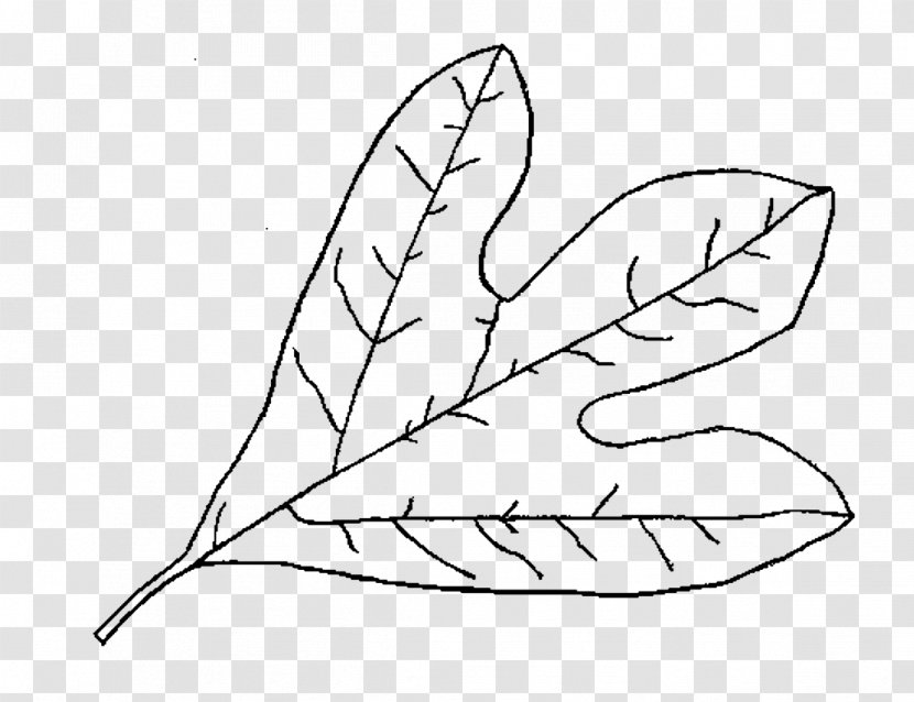 Leaf Drawing Plants Deciduous Image - Art Transparent PNG