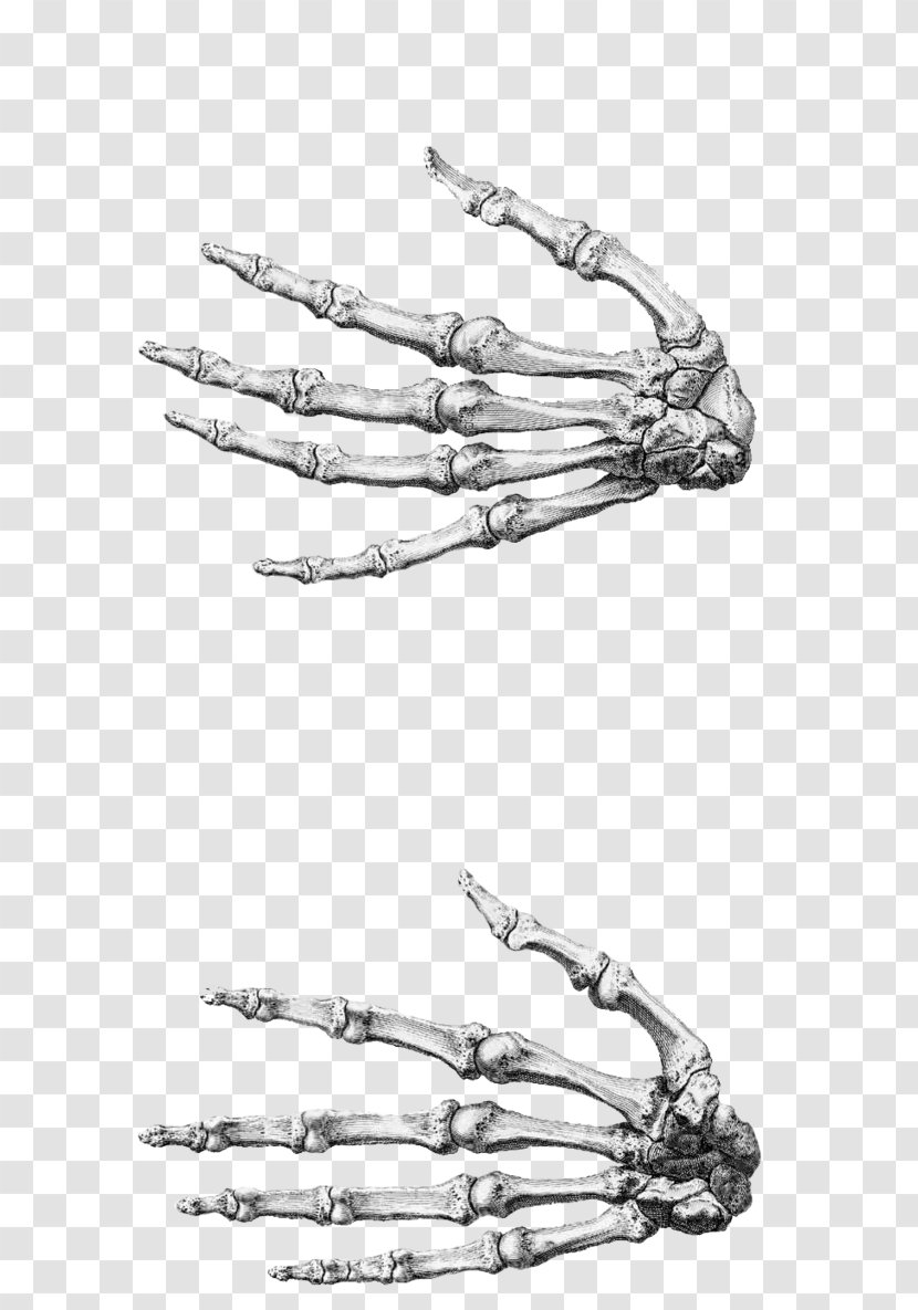 Finger Anatomy Accessory Bone Hand - Wrist Transparent PNG