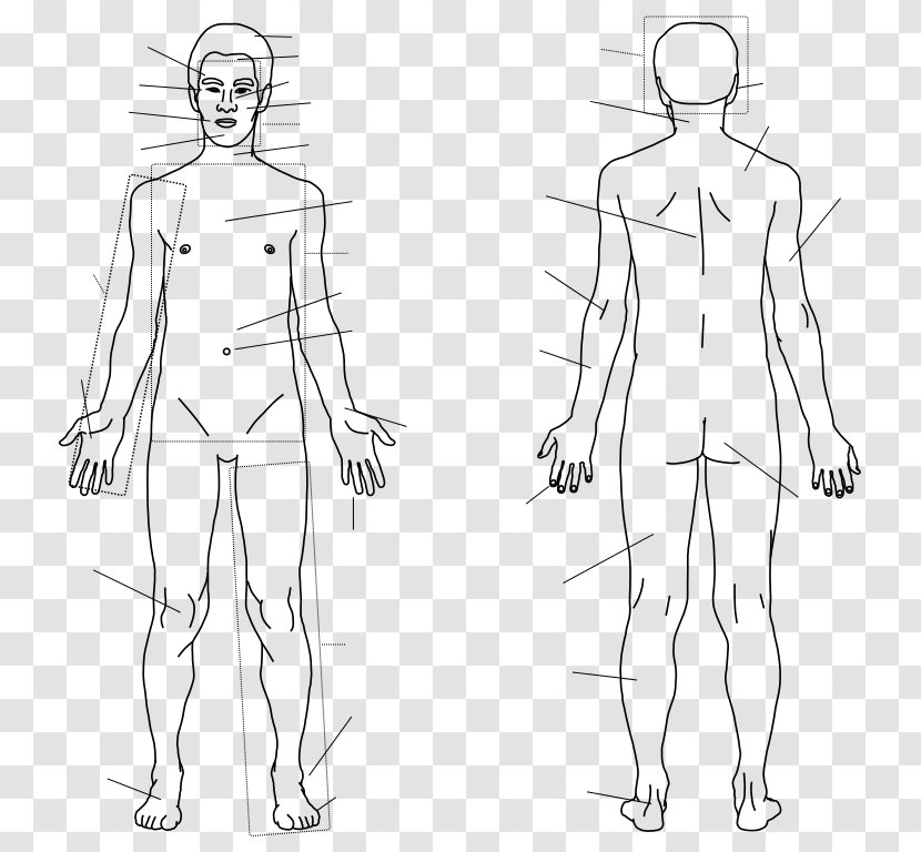 Finger Homo Sapiens Human Body Sketch - Flower Transparent PNG