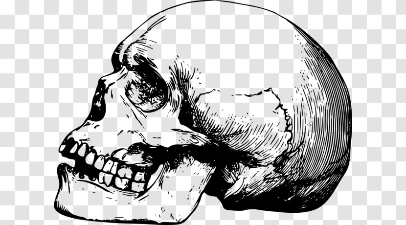 Skull Human Skeleton Bone Drawing - Heart Transparent PNG
