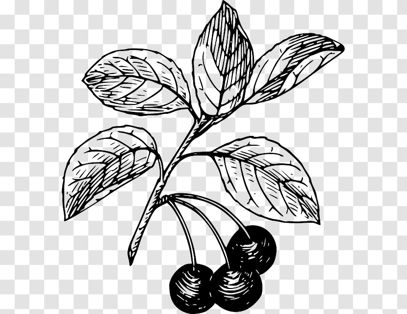 Black Cherry Bitter-berry Clip Art - And White Transparent PNG