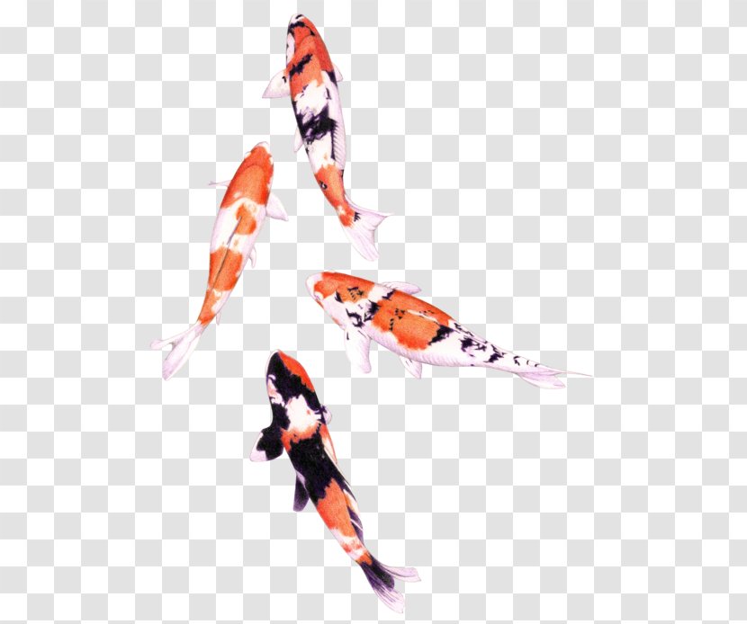 Koi Drawing Watercolor Painting Fish Colored Pencil - Art Transparent PNG