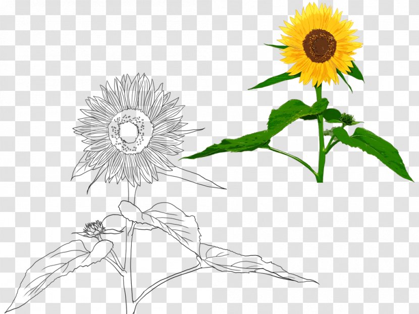 Common Sunflower Seed Cut Flowers - Daisy Family - Hand-painted Transparent PNG