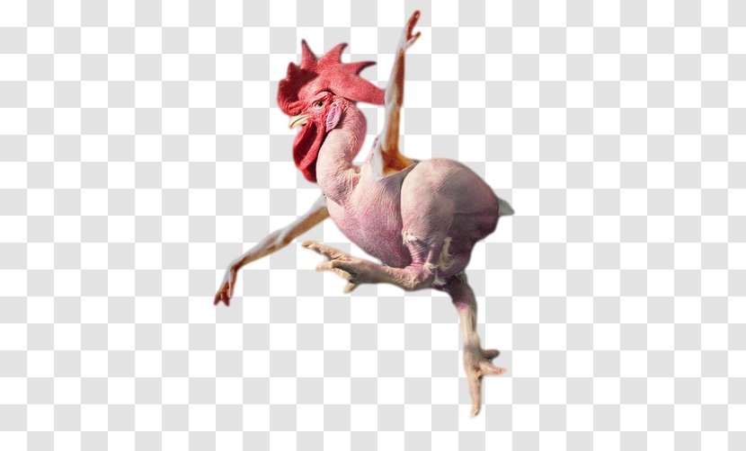 Rooster Chicken As Food Broiler Cockfight - Livestock - Little Transparent PNG