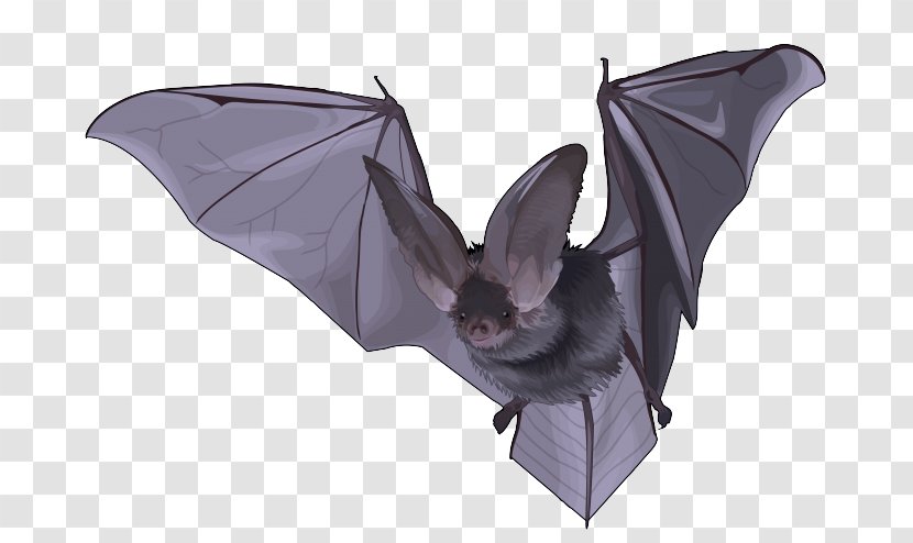 Origami - Purple - Little Brown Myotis Vampire Bat Transparent PNG