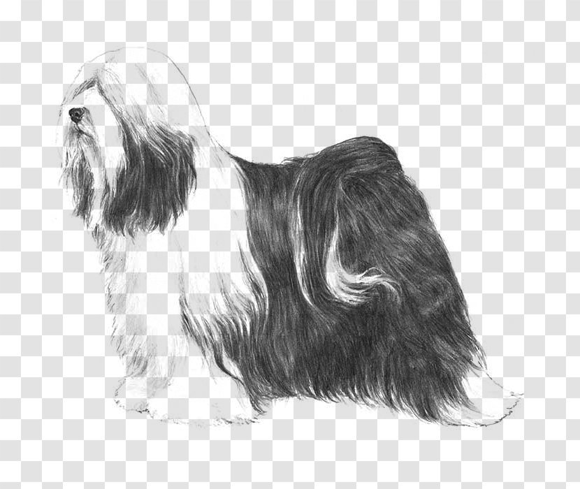 Tibetan Terrier Lhasa Apso Little Lion Dog Bearded Collie Havanese - Snout - Puppy Transparent PNG