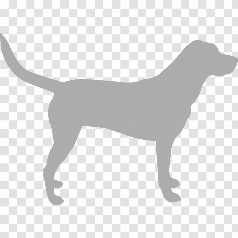 Dog Cat Collar Louse Flea - Imidaclopridpermethrinpyriproxyfen Transparent PNG