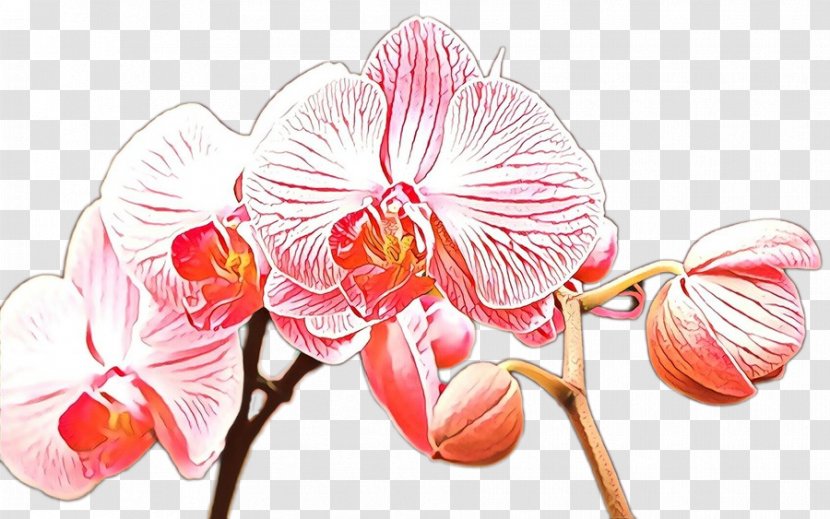 Flower Flowering Plant Moth Orchid Pink - Branch Transparent PNG