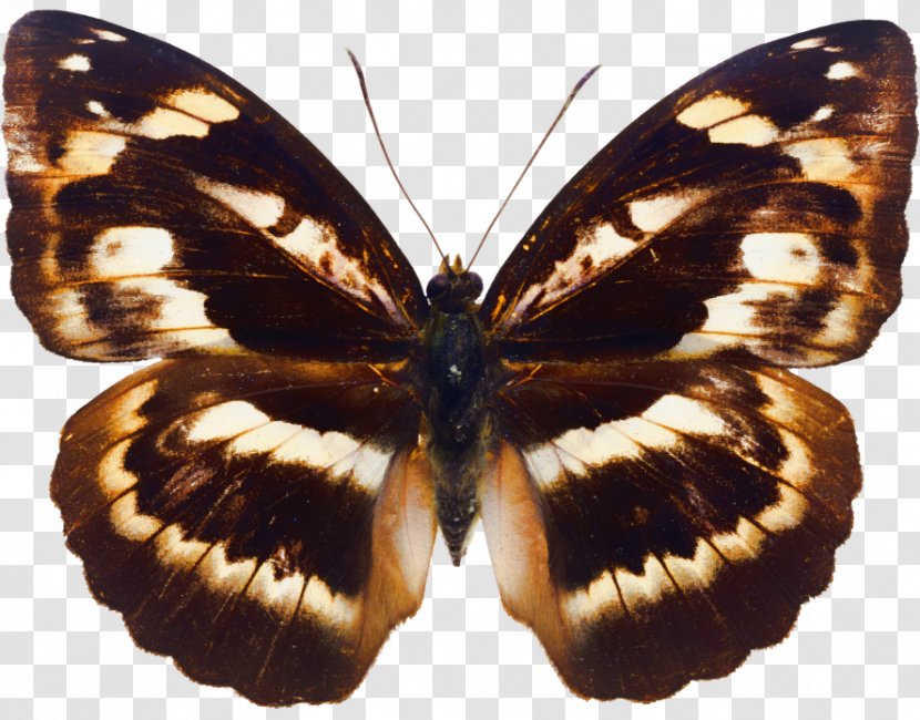 Butterfly Insect Megabyte Clip Art Transparent PNG